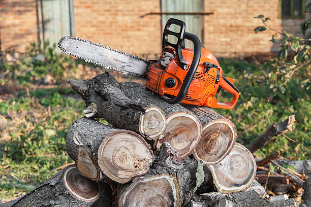 Tree Health Inspection in Lowell, NC